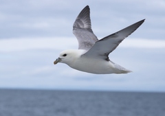 Fulmarus glacialis