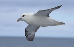 Fulmarus glacialis