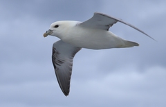 Fulmarus glacialis