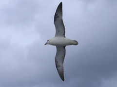 Fulmarus glacialis