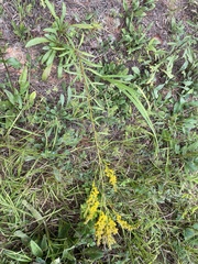 Solidago pinetorum