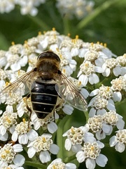 Eristalis nemorum