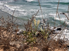 Pancratium maritimum