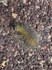 Acronicta leporina
