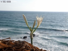 Pancratium maritimum