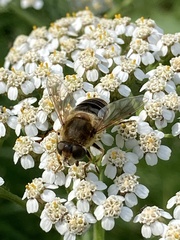 Eristalis nemorum