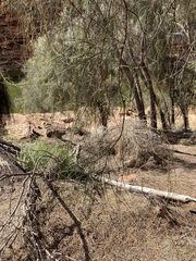 Casuarina obesa