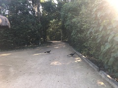 Penelope superciliaris