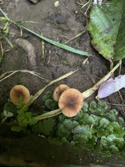 Pholiotina rugosa