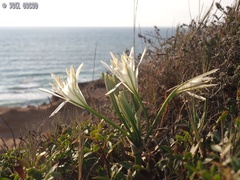 Pancratium maritimum
