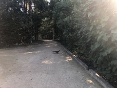 Penelope superciliaris