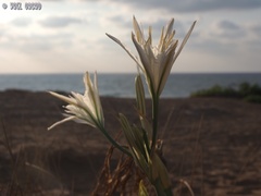 Pancratium maritimum