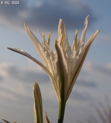 Pancratium maritimum
