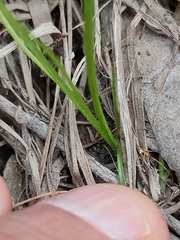 Hypoxis