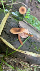 Pholiotina rugosa