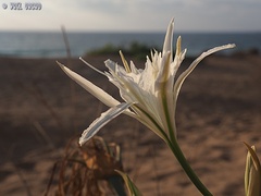 Pancratium maritimum