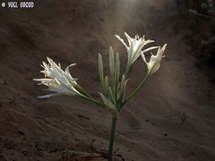 Pancratium maritimum