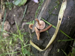 Pholiotina rugosa