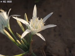 Pancratium maritimum