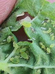 Aphis umbrella