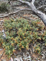 Eremophila glabra