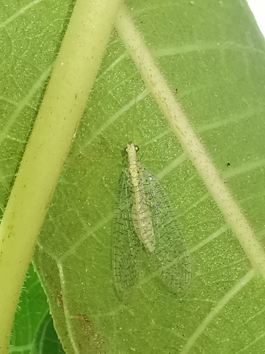 Apertochrysa clathrata