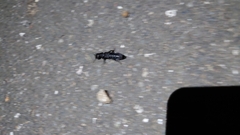 Ocypus olens