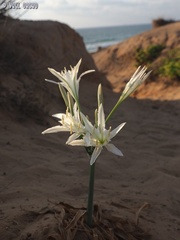Pancratium maritimum