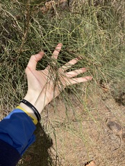 Casuarina obesa