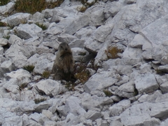 Marmota marmota