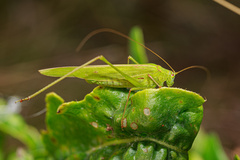 Phaneroptera falcata
