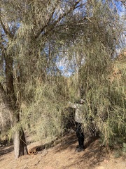 Casuarina obesa