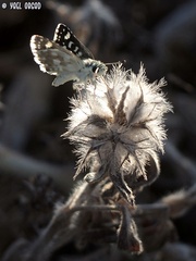 Spialia doris