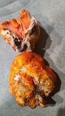 Hypomyces lactifluorum