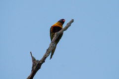 Trichoglossus moluccanus