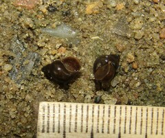 Bithynia tentaculata