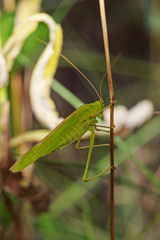 Phaneroptera falcata