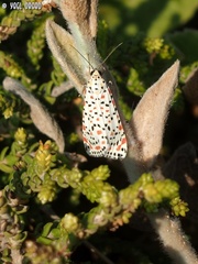 Utetheisa pulchella