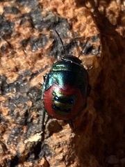 Choerocoris paganus