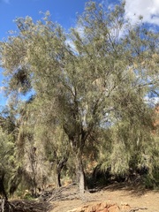 Casuarina obesa