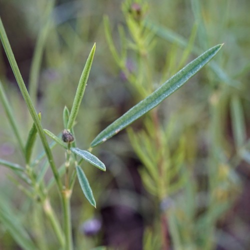 Image of Dalea exigua by (c) Andrew Tree, some rights reserved (CC BY)