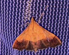 Pyrausta bicoloralis