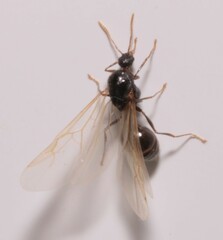 Tetramorium caespitum