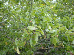 Carpinus orientalis