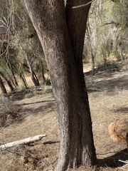 Casuarina obesa