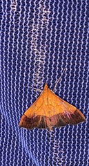 Pyrausta bicoloralis