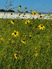 Coreopsis tripteris