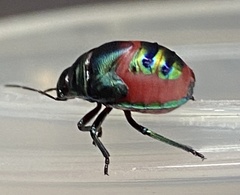 Choerocoris paganus