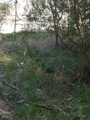 Alisterus scapularis