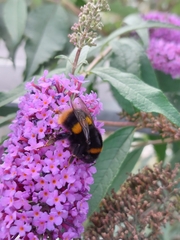 Bombus